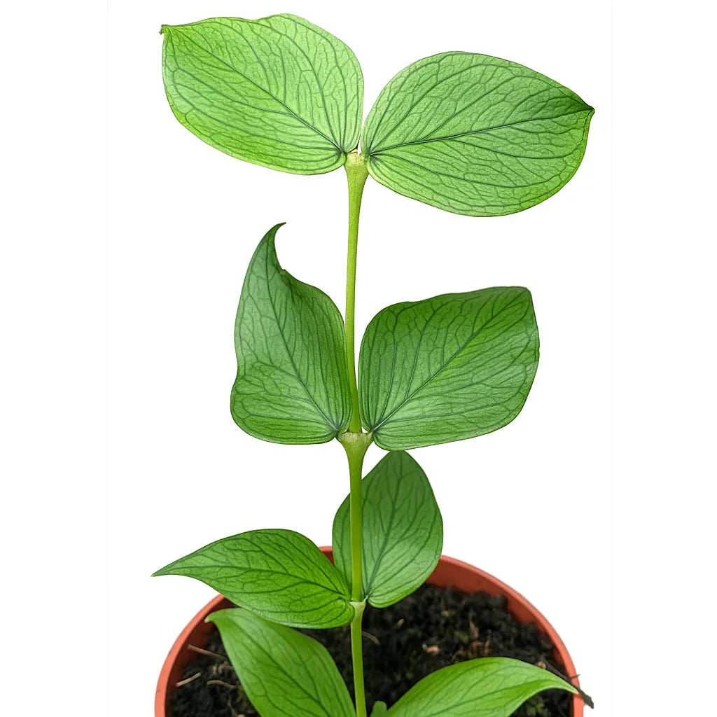 10 - 15cm Hoya Polyneura 10.5cm Pot House Plant