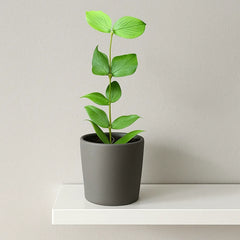 10 - 15cm Hoya Polyneura 10.5cm Pot House Plant