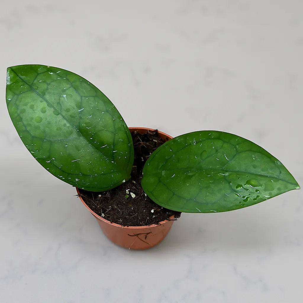 10 - 15cm Hoya Puom Siam Ruby House Plant 10,5 cm Pot