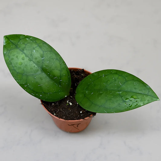 10 - 15cm Hoya Puom Siam Ruby House Plant 10,5 cm Pot