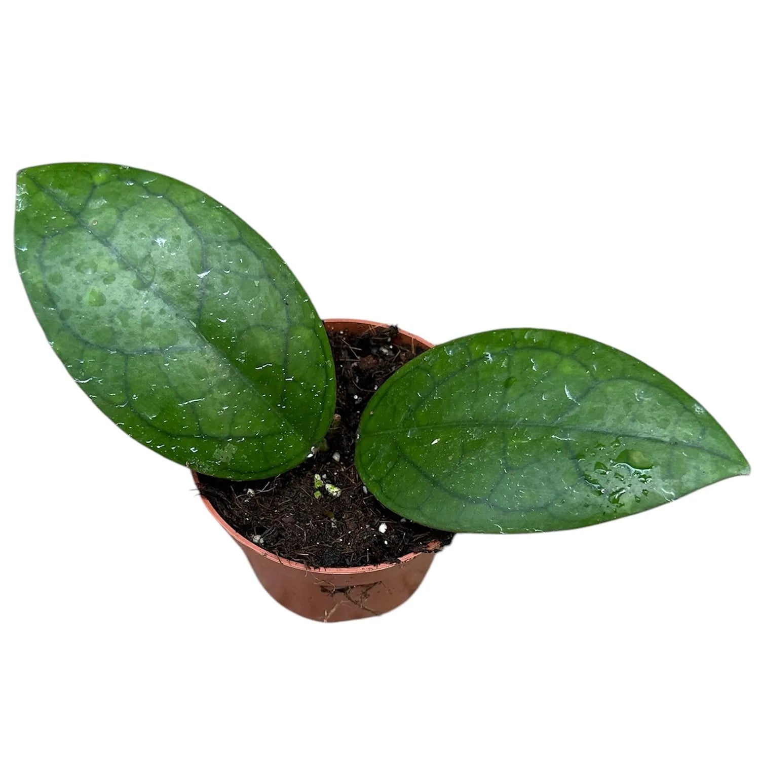 10 - 15cm Hoya Puom Siam Ruby House Plant 10,5 cm Pot