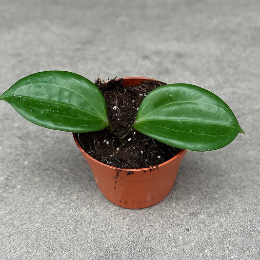 10 - 15cm Hoya Quinquenervia House Plant 10,5 cm Pot