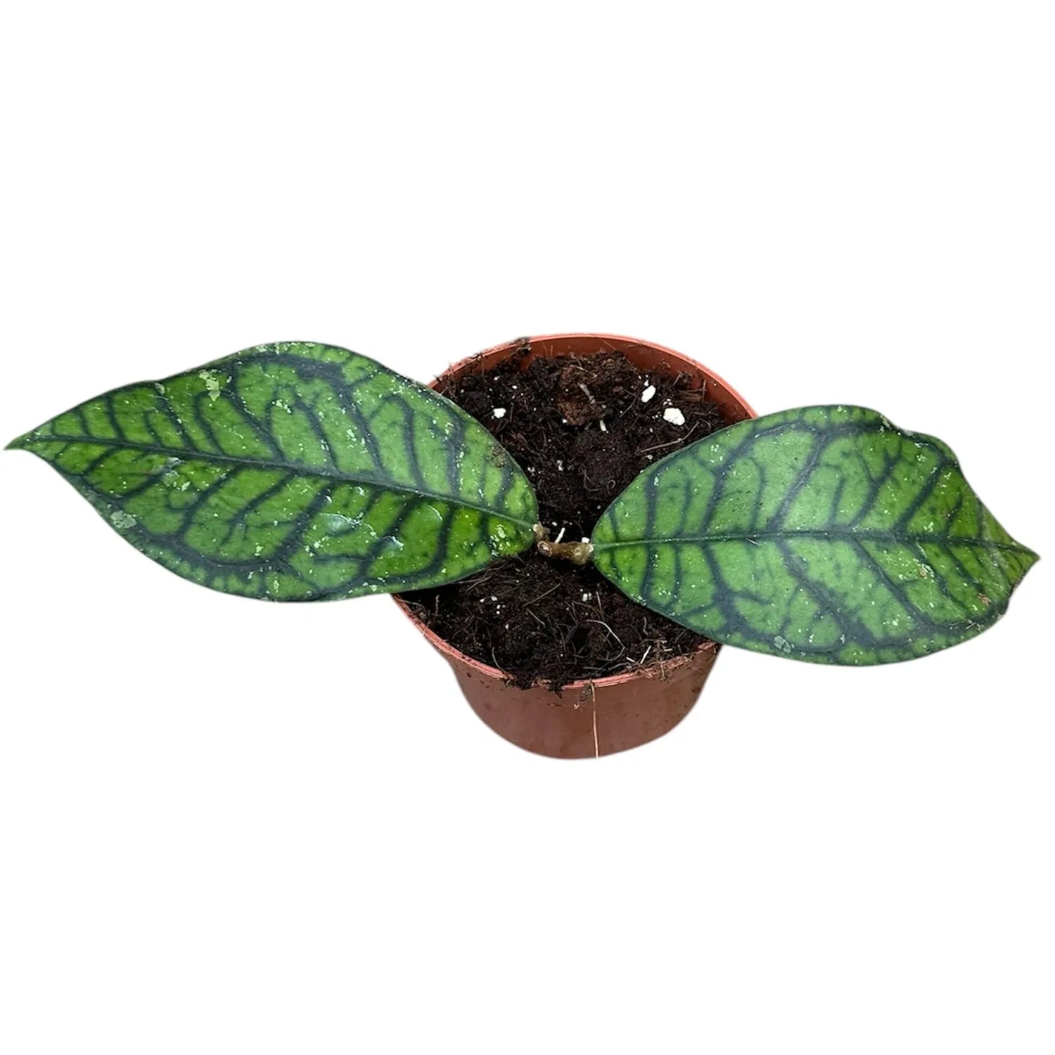 10 - 15cm Hoya Ranauensis House Plant 10,5 cm Pot