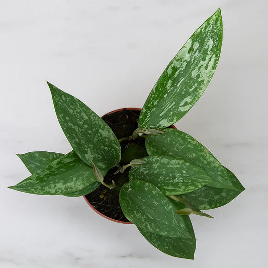 10 - 15cm Hoya Rangsan House Plant 10,5 cm Pot
