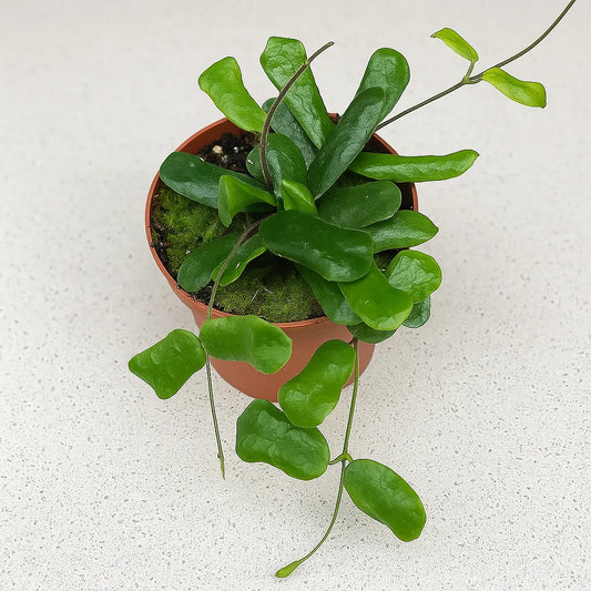 10 - 15cm Hoya Rotundiflora House Plant 10,5 cm Pot