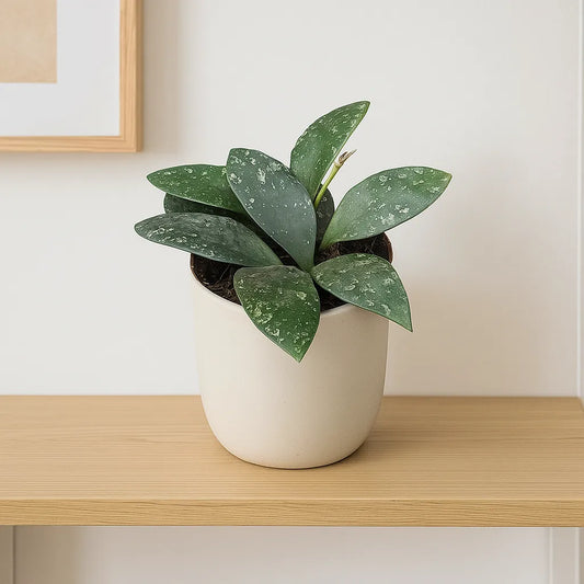 10 - 15cm Hoya Rundumensis Splash House Plant 10,5 cm Pot