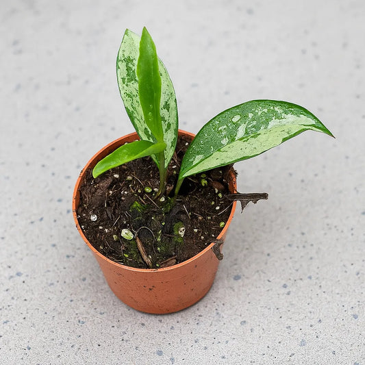 10 - 15cm Hoya Silver Moon House Plant 10,5 cm Pot