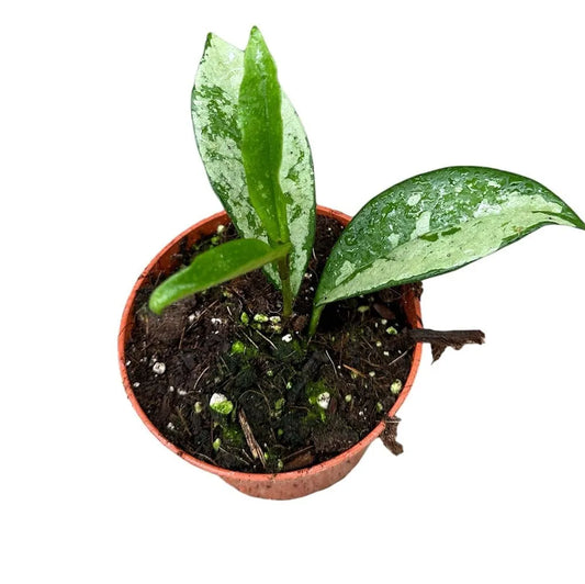 10 - 15cm Hoya Silver Moon House Plant 10,5 cm Pot