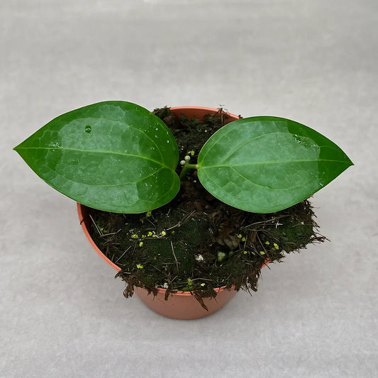 10 - 15cm Hoya Sp Ternate House Plant 10,5 cm Pot