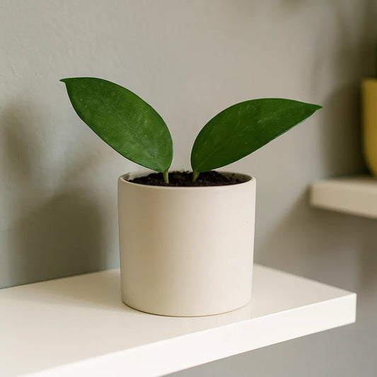 10 - 15cm Hoya Tequila Sunrise House Plant 10,5 cm Pot