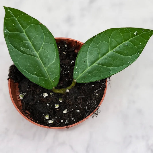 10 - 15cm Hoya Verticillata Lampung House Plant 10,5 cm Pot