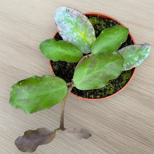 10 - 15cm Hoya Waymaniae House Plant 10,5 cm Pot