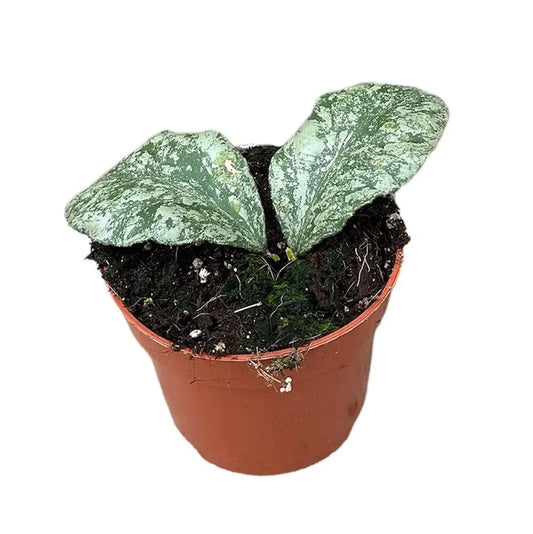 10 - 15cm Hoya Waymaniae Kapuas House Plant 10,5 cm Pot