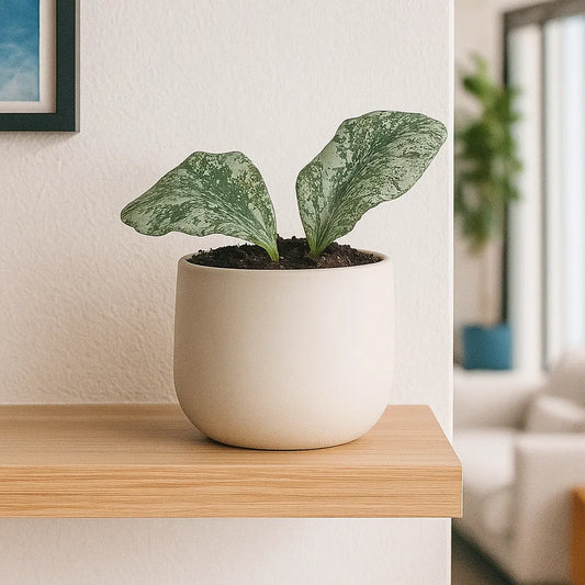 10 - 15cm Hoya Waymaniae Kapuas House Plant 10,5 cm Pot