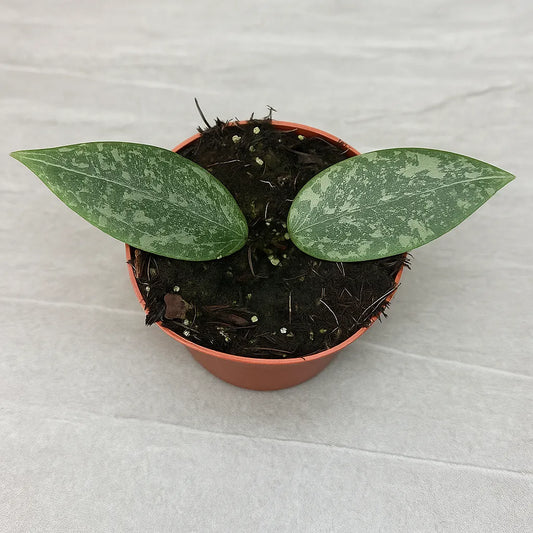 10 - 15cm Hoya Wibergiae House Plant 10,5 cm Pot