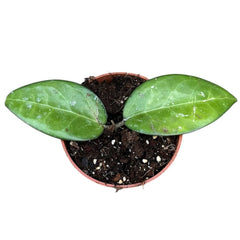 10 - 15cm Hoya sp Malang House Plant 10,5 cm Pot