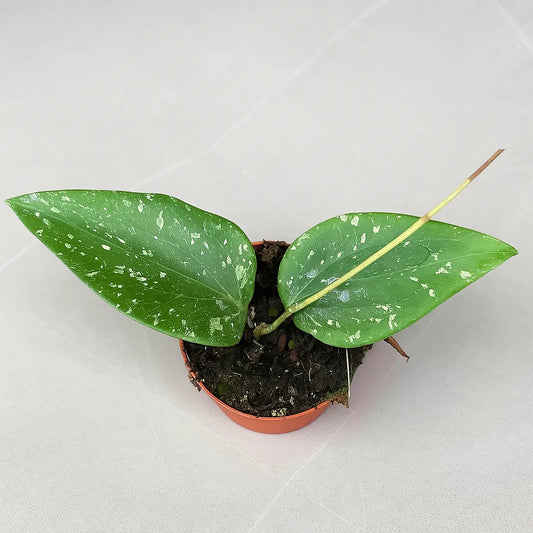 10 - 15cm Hoya sp Padang Sidempuan House Plant 10,5 cm Pot