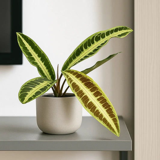 10 - 15cm Labisia Jabi 10.5cm Pot House Plant