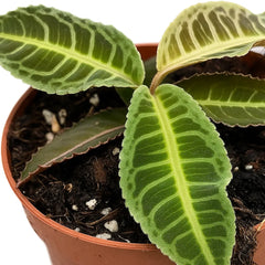 10 - 15cm Labisia Japonica 10.5cm Pot House Plant