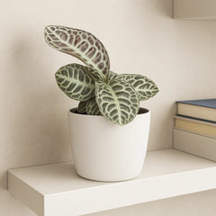 10 - 15cm Labisia Turtle Back 10.5cm Pot House Plant