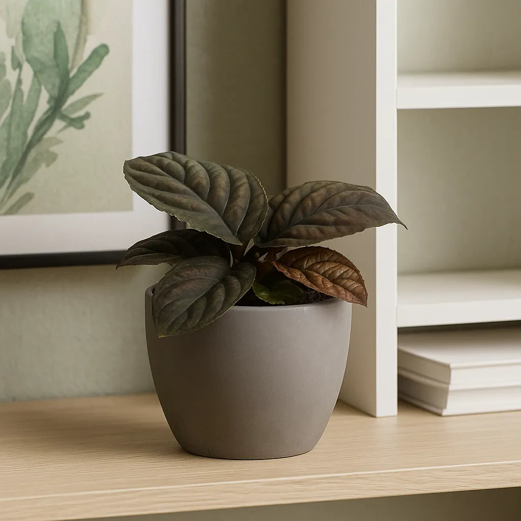 10 - 15cm Labisia Vietnam 10.5cm Pot House Plant