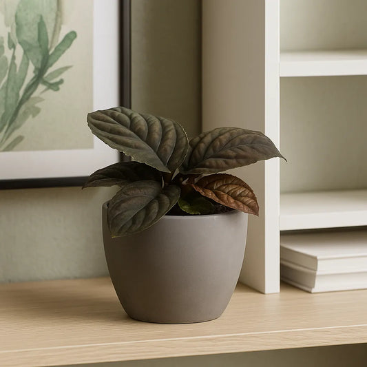 10 - 15cm Labisia Vietnam 10.5cm Pot House Plant