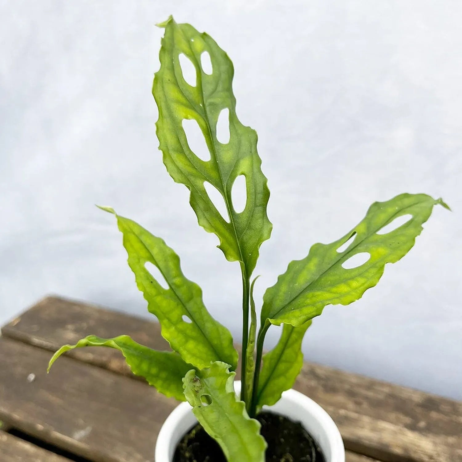 10 - 15cm Monstera Obliqua House Plant 7cm Pot