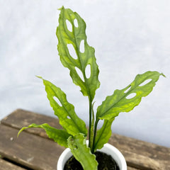 10 - 15cm Monstera Obliqua House Plant 7cm Pot