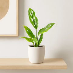 10 - 15cm Monstera Obliqua House Plant 7cm Pot