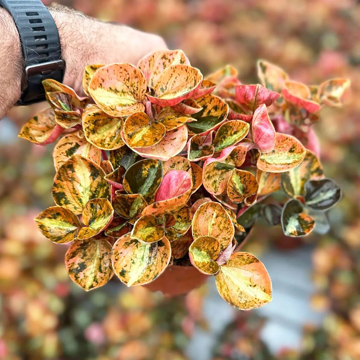 10 - 15cm Peperomia Creme Brulee House Plant 12cm Pot