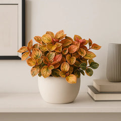 10 - 15cm Peperomia Creme Brulee House Plant 12cm Pot