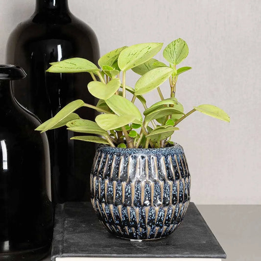 10 - 15cm Peperomia Pixie Variegated Radiator Plant 8cm Pot House Plant