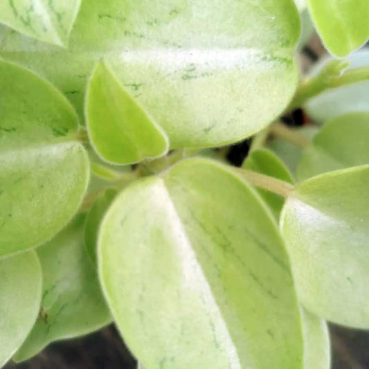 10 - 15cm Peperomia Pixie Variegated Radiator Plant 8cm Pot House Plant