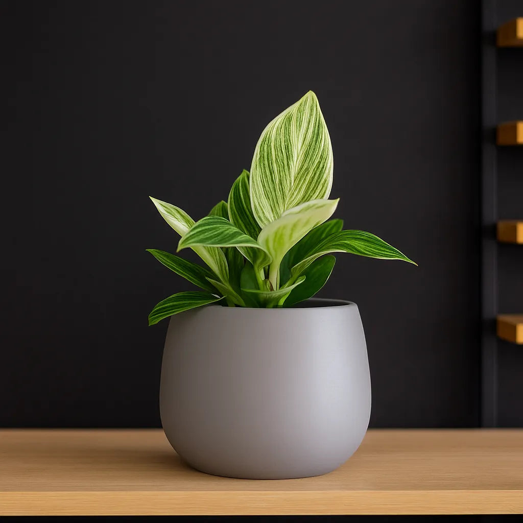 10 - 15cm Philodendron Birkin Galaxy House Plant 10,5 cm Pot