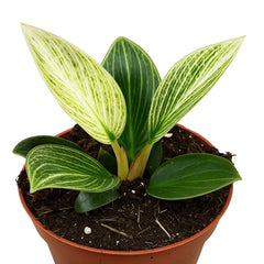 10 - 15cm Philodendron Birkin Galaxy House Plant 10,5 cm Pot