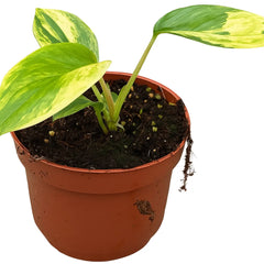 10 - 15cm Philodendron Burle Max Variegata 10.5cm Pot House Plant