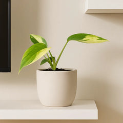 10 - 15cm Philodendron Burle Max Variegata 10.5cm Pot House Plant