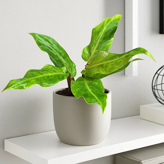 10 - 15cm Philodendron Orange Marmelade 17cm Pot House Plant