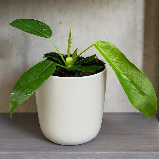 10 - 15cm Philodendron Patriciae House Plant 10,5 cm Pot