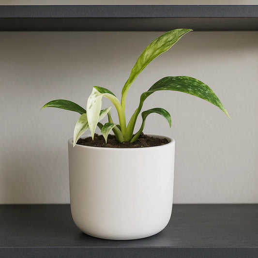 10 - 15cm Rhaphidophora Puberula Variegata 10.5cm Pot House Plant