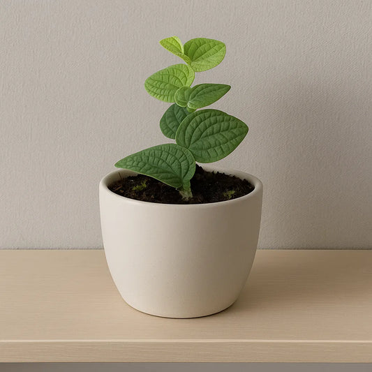 10 - 15cm Rhaphidophora Tenuis Silver House Plant 10,5 cm Pot