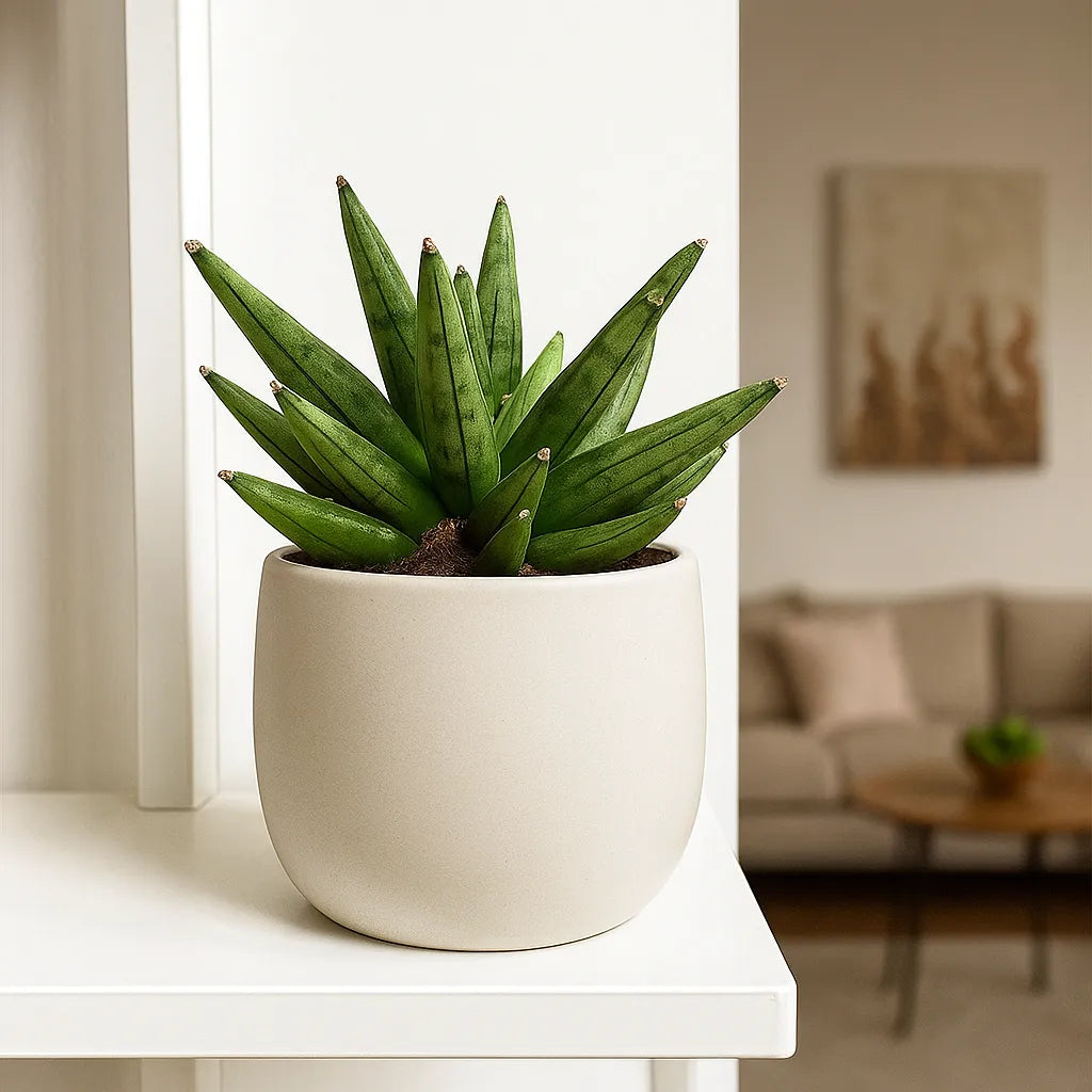 10 - 15cm Sansevieria Boncellensis Hedgehog 10.5cm Pot House Plant