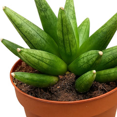 10 - 15cm Sansevieria Boncellensis Hedgehog 10.5cm Pot House Plant