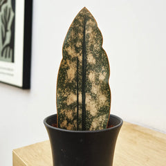 10 - 15cm Sansevieria Coppertone House Plant in 9cm Pot