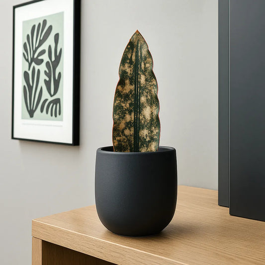 10 - 15cm Sansevieria Coppertone House Plant in 9cm Pot