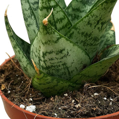 10 - 15cm Sansevieria Ehrendel 10.5cm Pot House Plant
