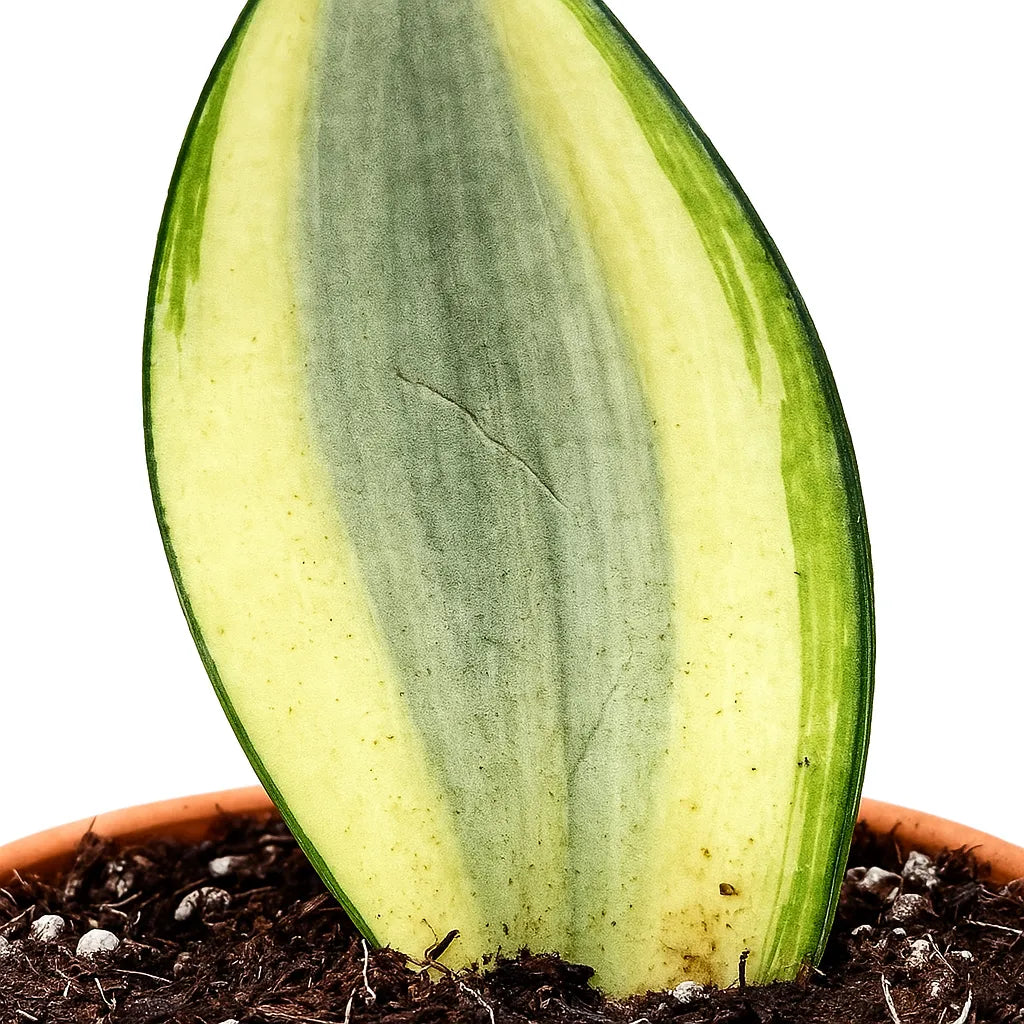 Sansevieria Moonshine Splash Variegata 8cm Pot House Plant – Plants For All  Seasons