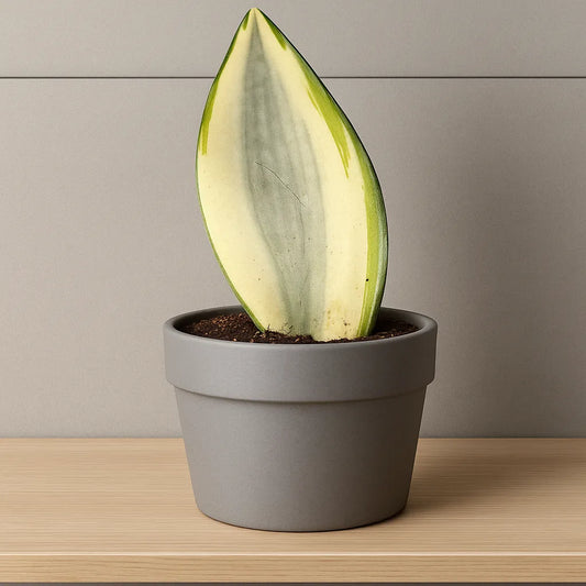10 - 15cm Sansevieria Moonshine Splash Variegata 10.5cm Pot House Plant