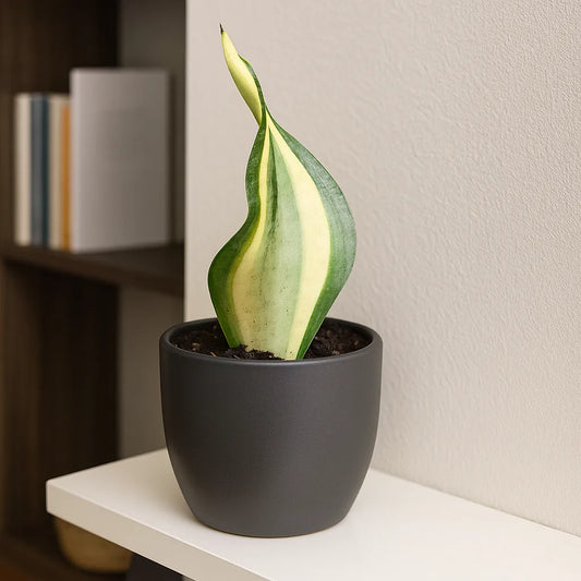 10 - 15cm Sansevieria Wendy Yellow House Plant 10,5 cm Pot