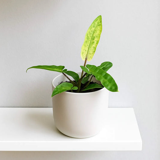 10 - 15cm Variegated Alocasia Lauterbachiana Variegata House Plant 10,5 cm Pot